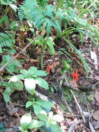 ベニナギナタタケ：黒部ダム下・黒部川左岸（剱岳登山）